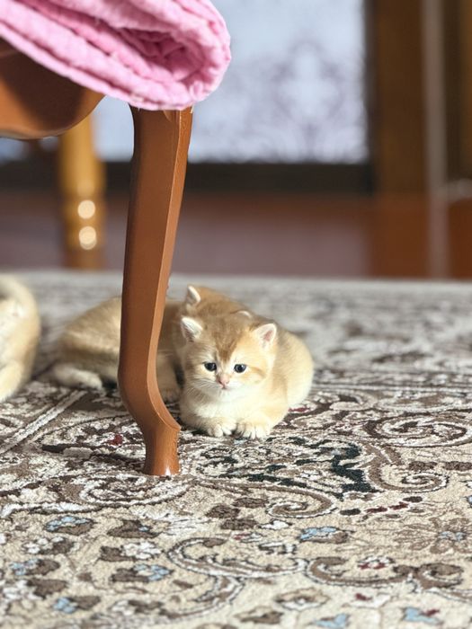 Shinshilla шиншилла