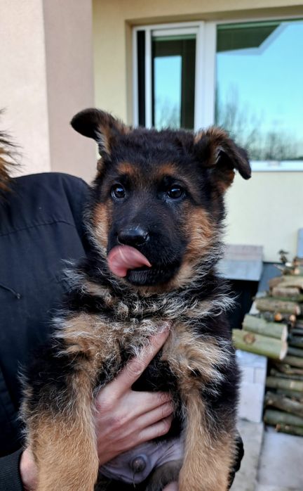 Елитн немски овчарка