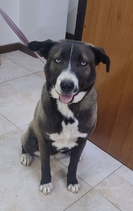 Тинки ищет дом. Доставлю!