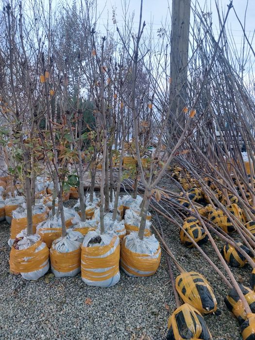 Каштан бор. Лола дарахти Павлония Берёза Крим сасна сотилади