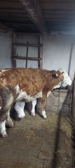 Vand 2 juninci baltata romaneasca