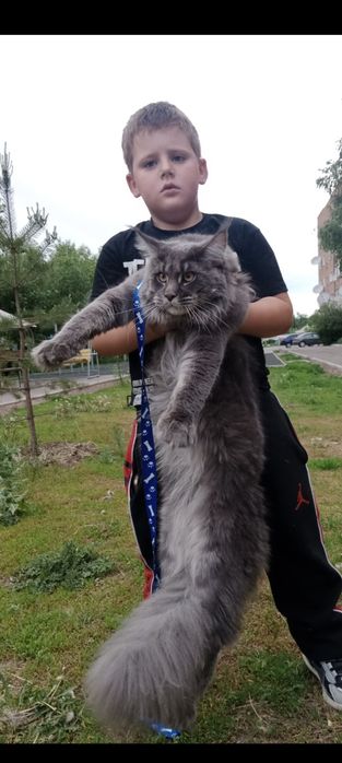 Мейн-кун на вязку