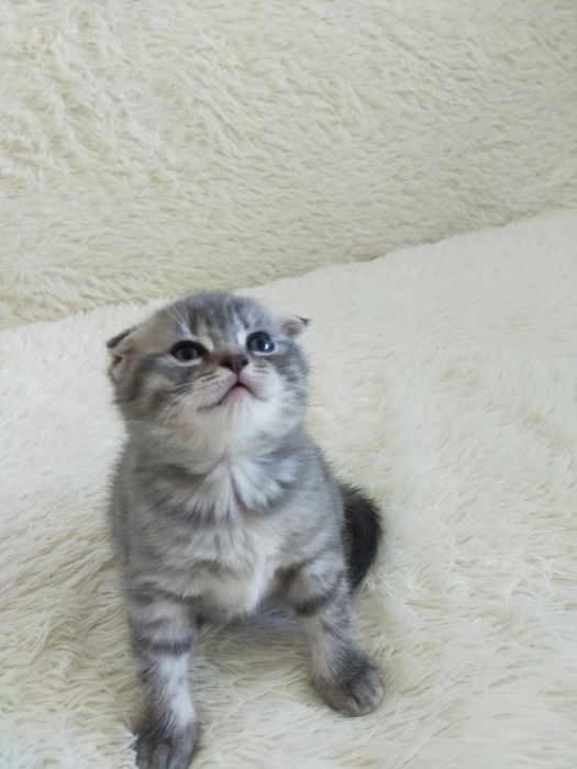 Продам шотландских котят г. Астана