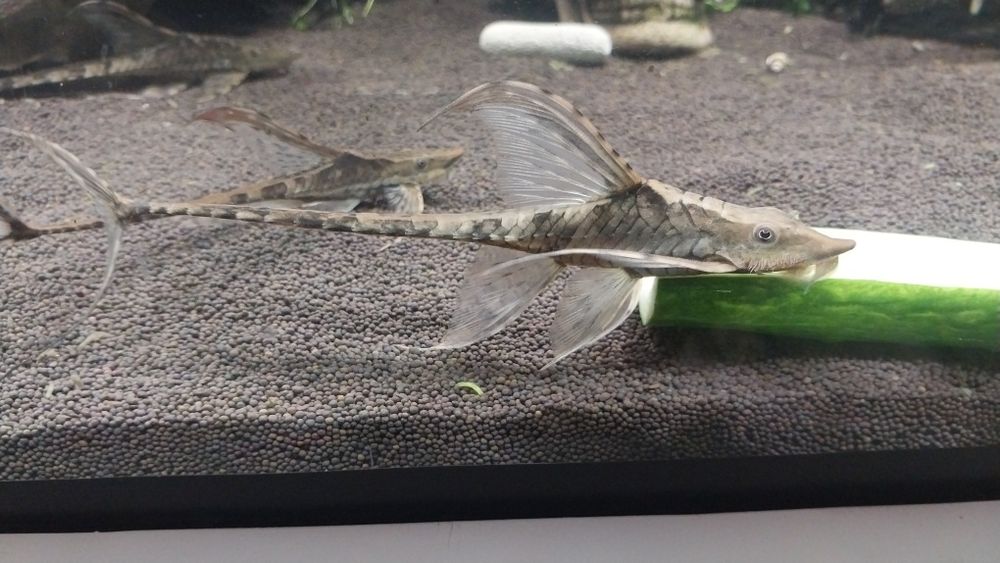 Стурисом стурисом