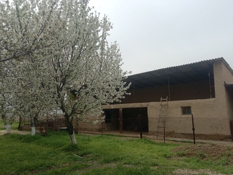 Срочна сотилади котта ховли