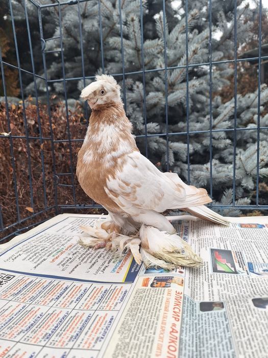 Продам молодого гульбадама