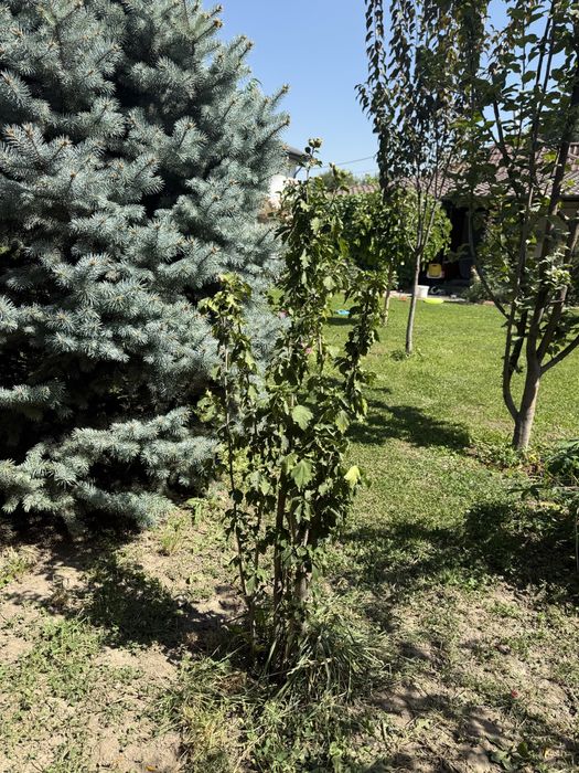 Гибискус, дерево