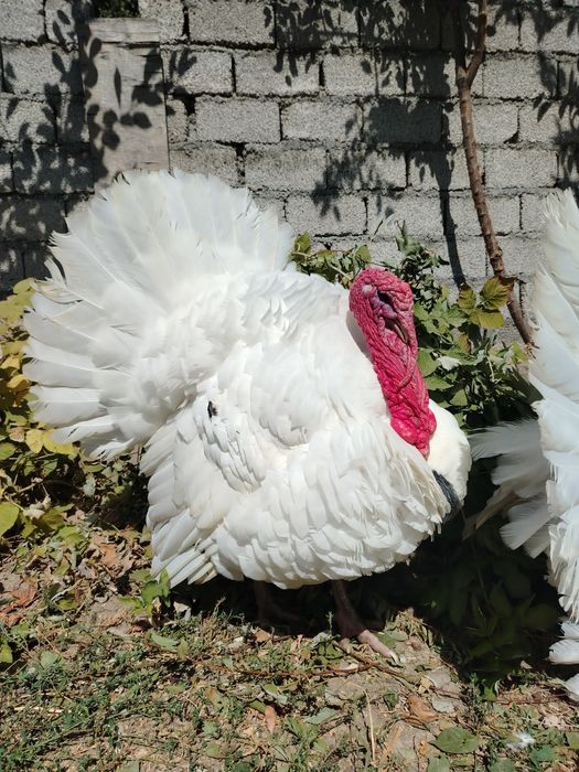 Big Kurka sotiladi zotli o'zim qaraganman damawniy. Tel qsez keliwamz