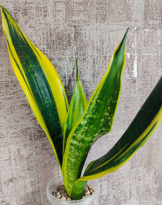 Сансивьерия Gold Flame