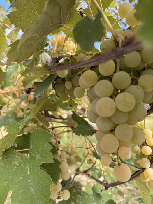 Struguri pentru vin