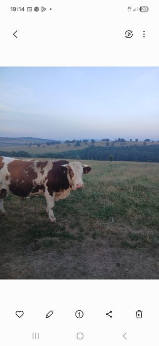 Vând taur și o vaca