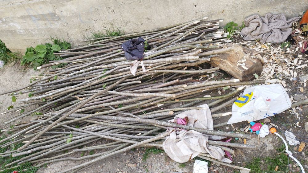 Araci de alun  de vânzare