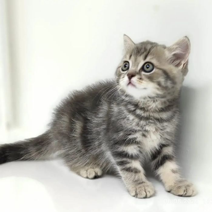 шотландские котята