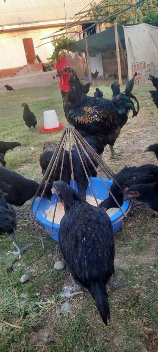 Qorashagzoda va chatishgan jojalar