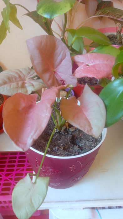 Обмен комнатных цветов.