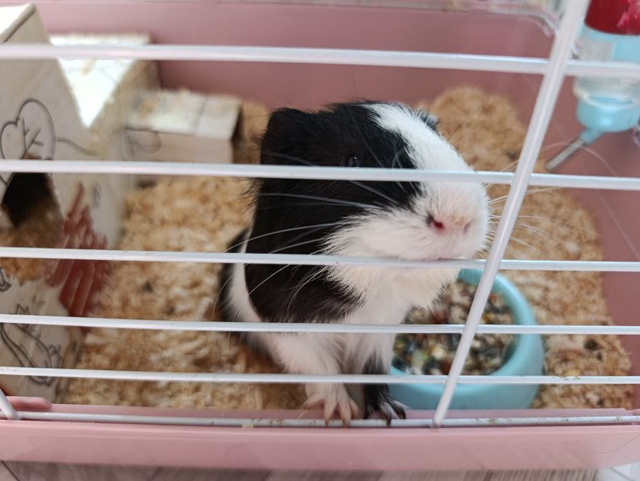 Продам 30тыс месте с клеткой