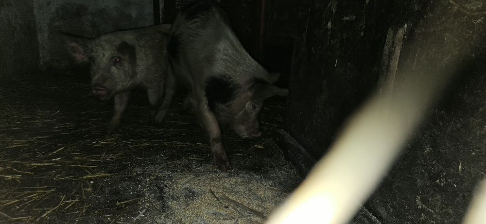 "Oi" de vânzare negociabil