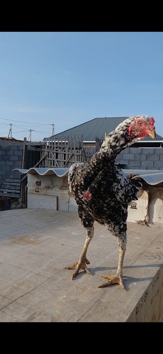 Дакан тауық сатылады.