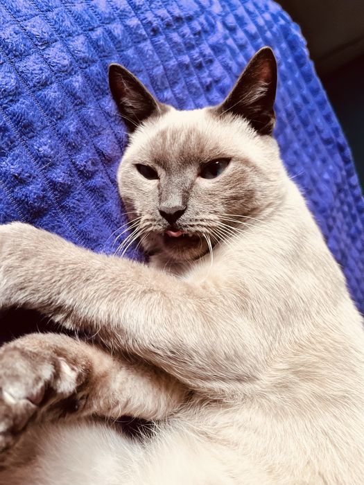 Отдам Кота Бесплатно