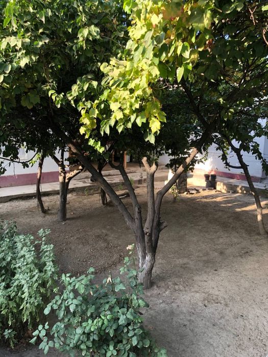 ховли сотилади 4 сотих