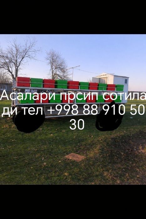 Asalarisi bilan presip sotiladi holati ideal