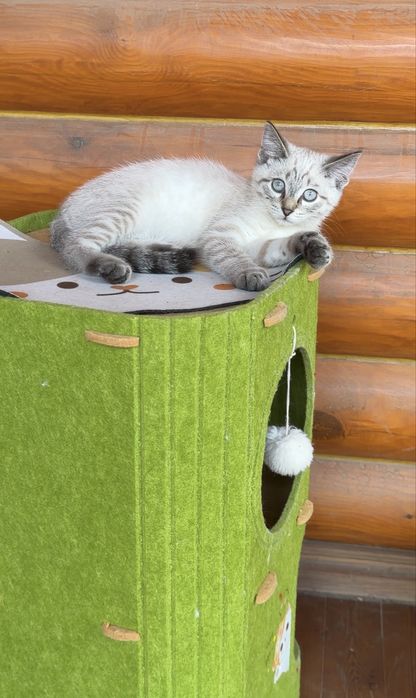 Продам тайского кота