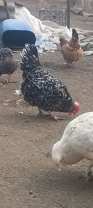 Продам инкубационное яйцо