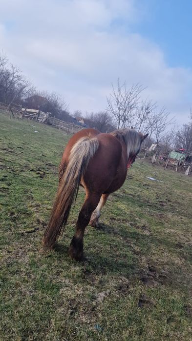 Vând iapa gestant de 7 ani