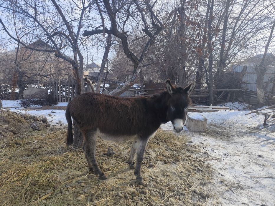 Есек сатылады 45000тг саудасы бар
