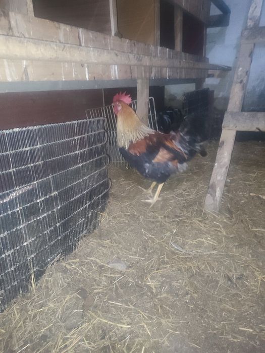 Продам петушков8месячные5000тг.1.