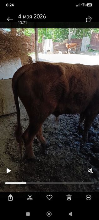 Buqa 2 yoshar boqiladigan tez sotiladi yana arzon boʻladi