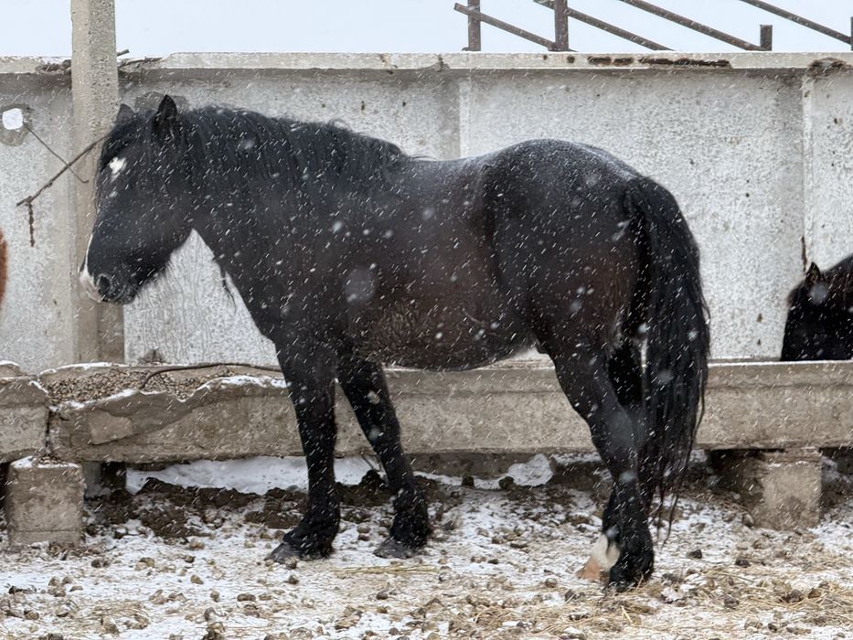 Жеребец, полутяж