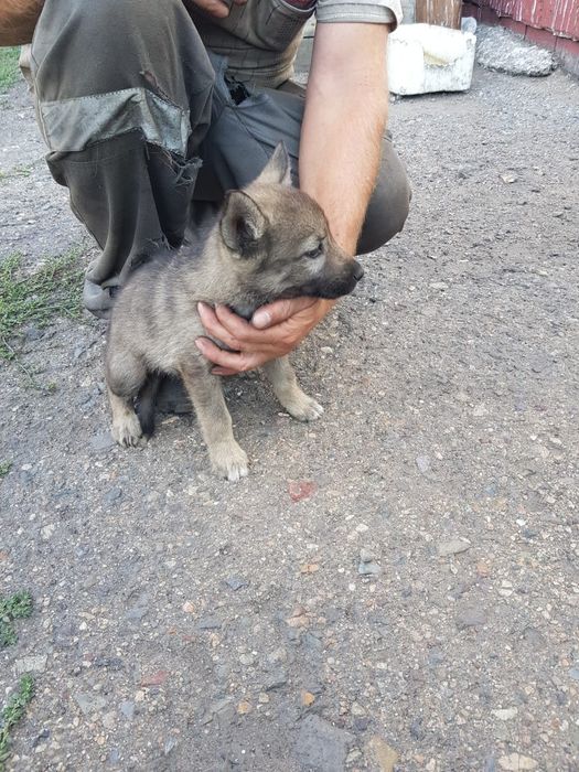 Щенок мальчик ищет дом