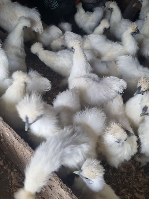 De vanzare 14 Cocosi Matase japoneza