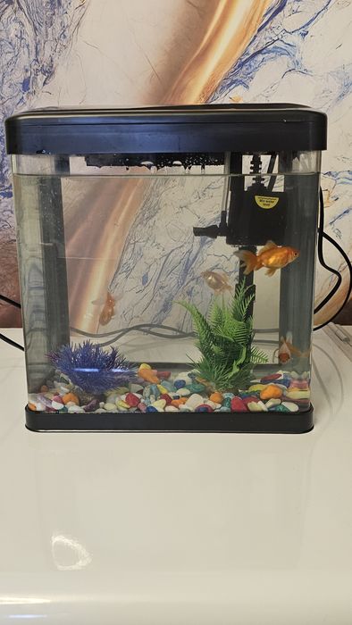 Аквариум Баликлари бн комплект сотилади