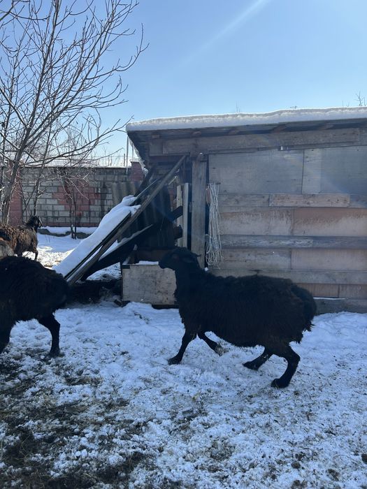 Элитные бараны Арашан на продажу