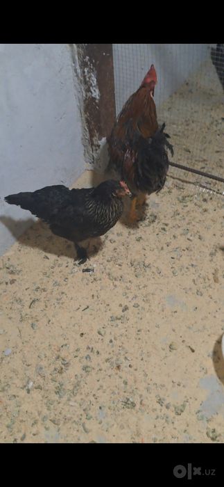 Bitta oyla sotiladi 1+3