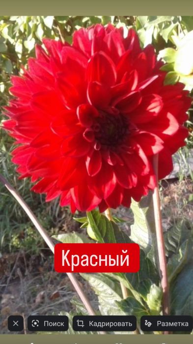 Саженцы георгинов