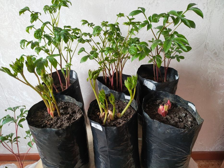 Пионы на весну(коллекционные)