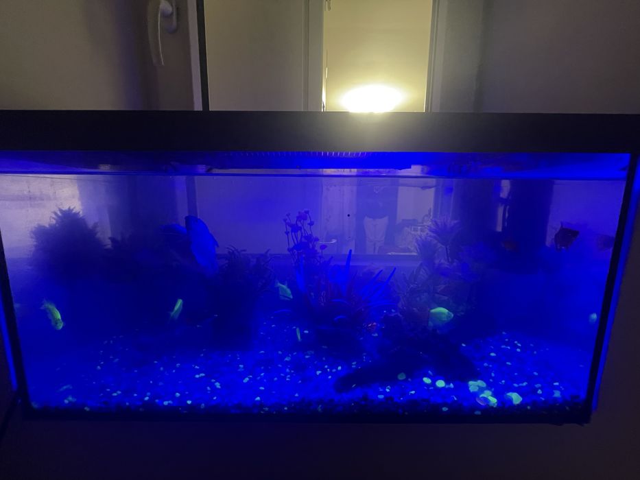 Vand 2 acvarii cu peste 30 pesti!