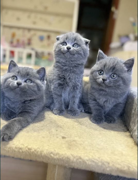 Sotiladi shirin qogirchoqdak mushukchalar