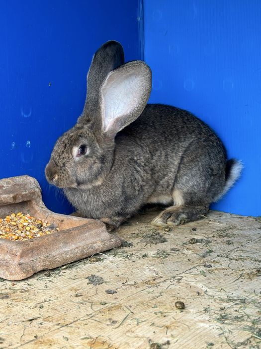 Vind iepuri urias  german de transilvsnia