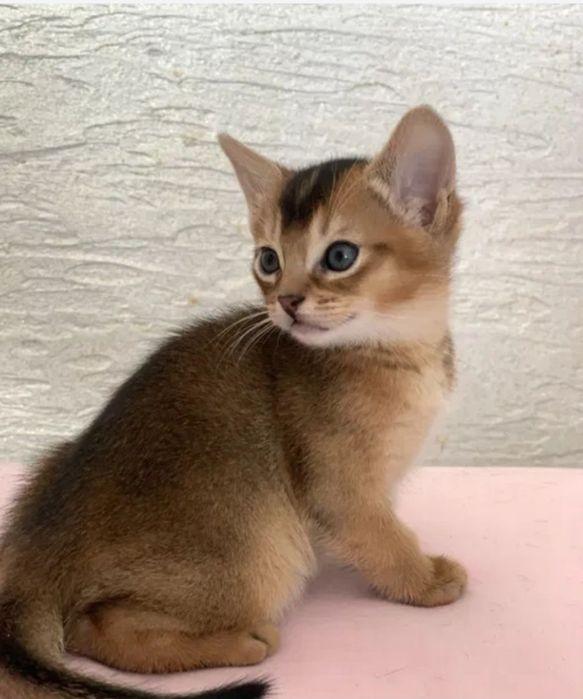 Абиссинский котёнок.