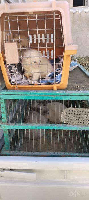 Продам Шотландских котят