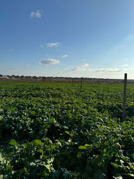 teren intravilan de vânzare – agigea, constanța – 500 mp