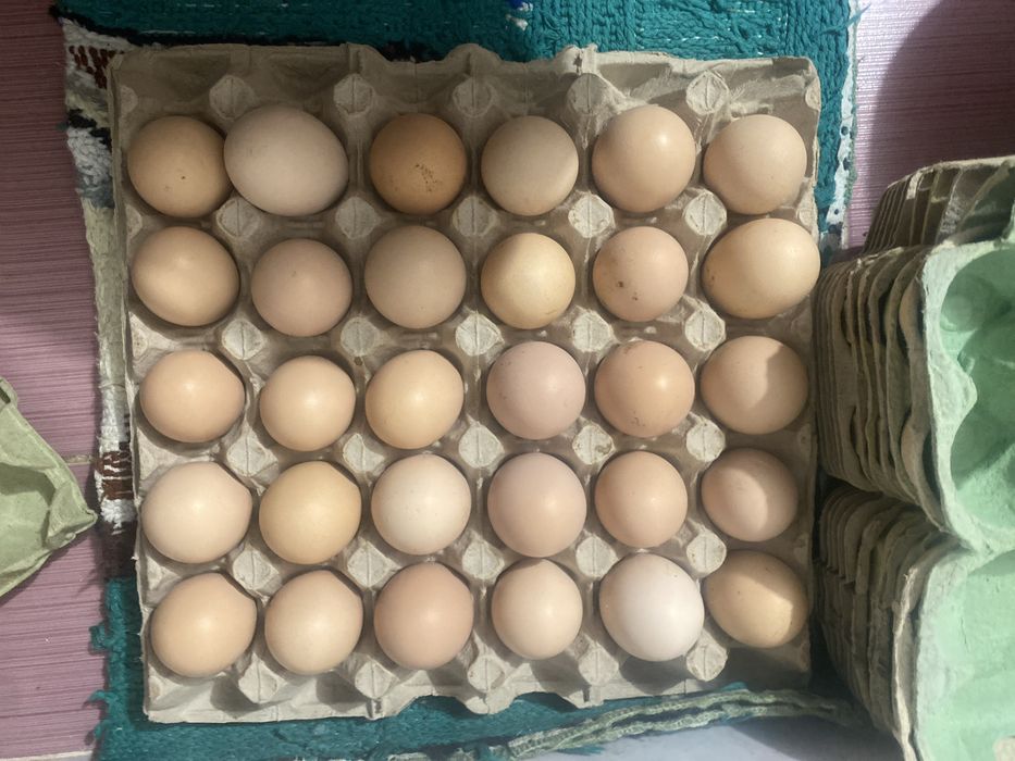 Vând ouă sussex pentru incubat