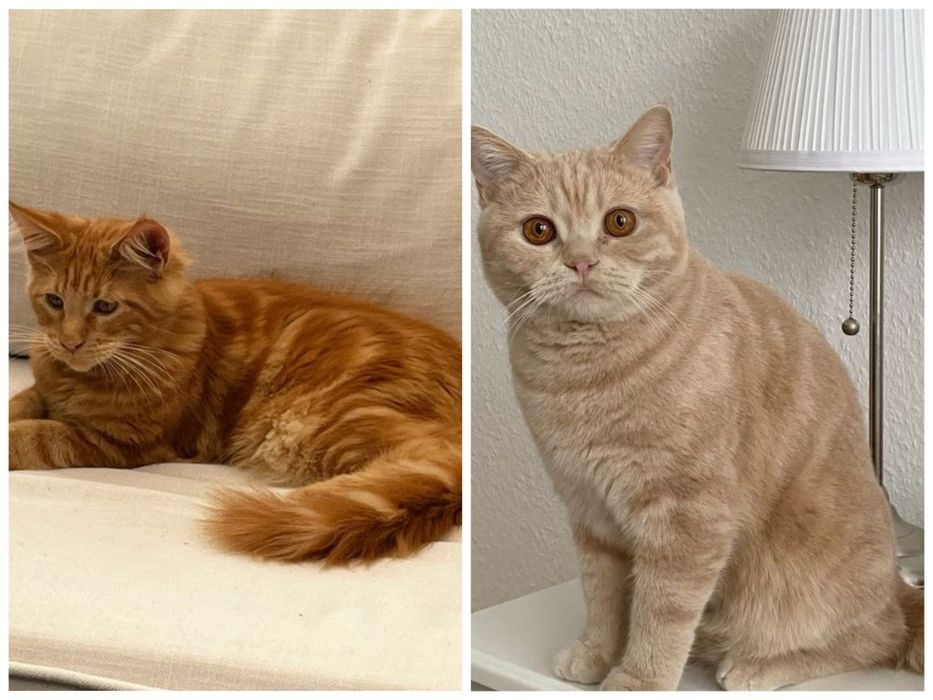 Шотландские котятки!