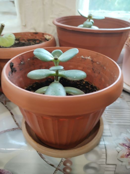 Комнатные растения.