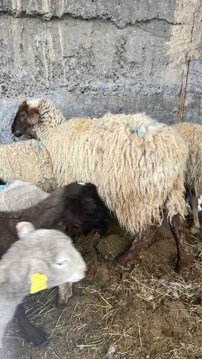 Кой Токты Бараны