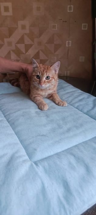 Котик  ласковый 6 месяцев.